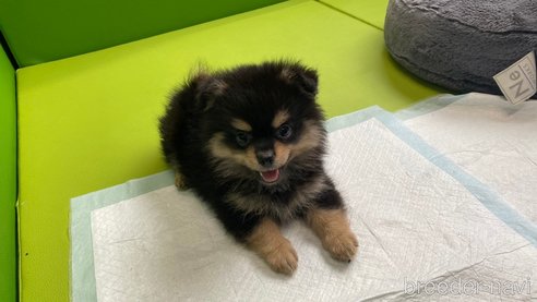 成約済の兵庫県のポメチワ:ポメラニアン×チワワ-314429の3枚目